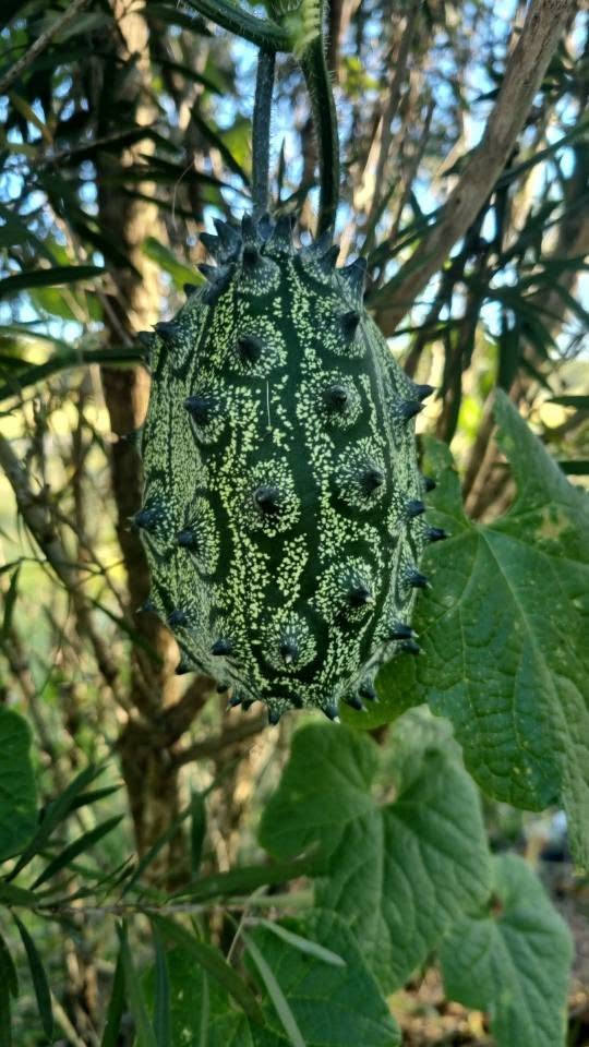 Balam Kheera (Africian Horned Melon)