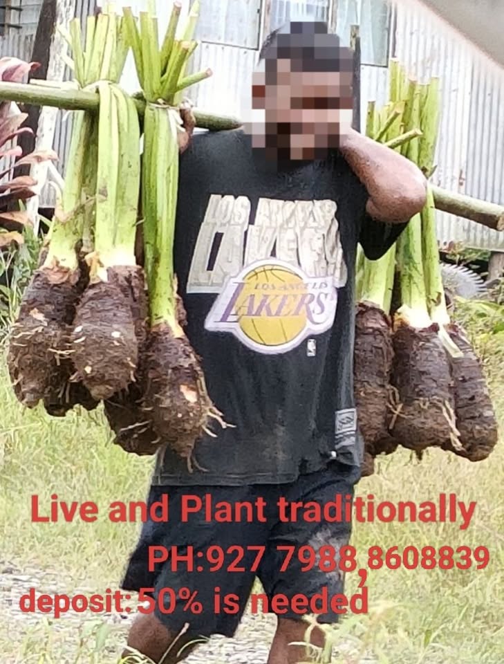 Rewa suckers