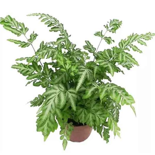 Plant for Sale - $12