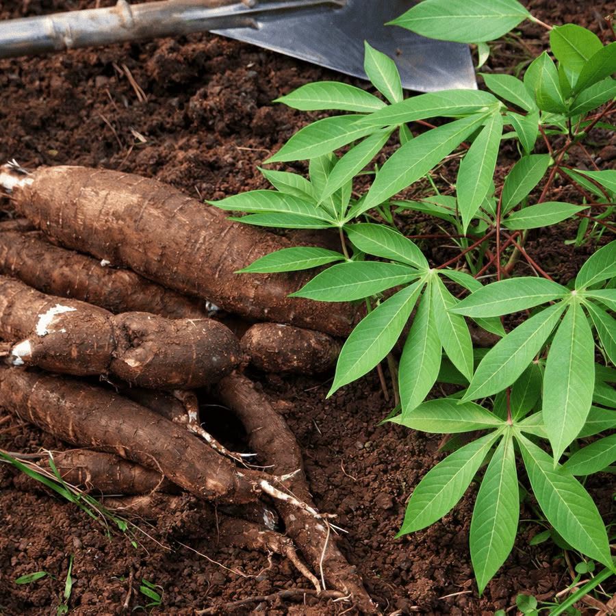 NAUSORI CASSAVA FARMERS ONLY