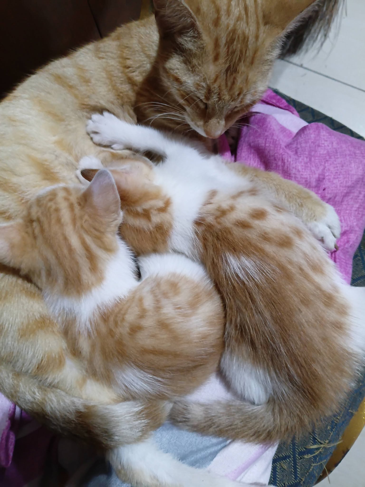 Looking for homes for 2 adorable little fur balls🐱