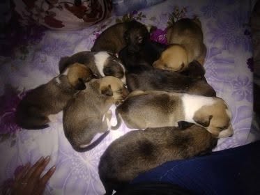 7 weeks pups available