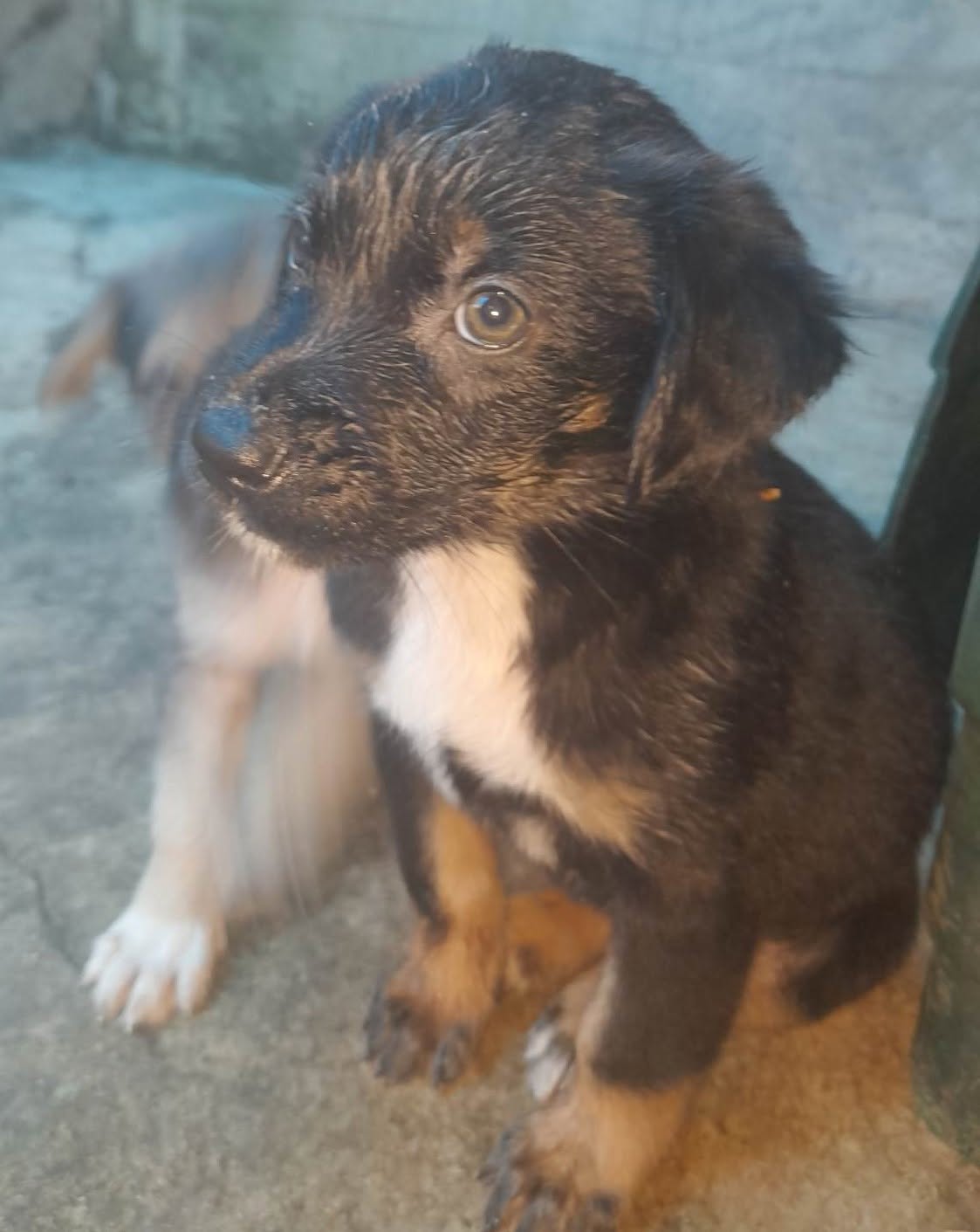 2 months old pups available