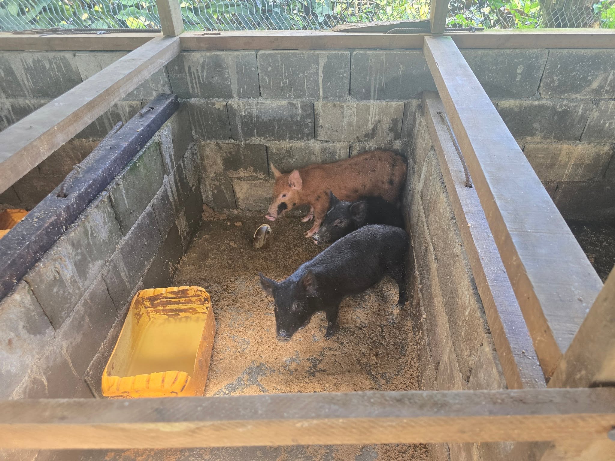 pig deworming, veterinary consultations, and the examination
