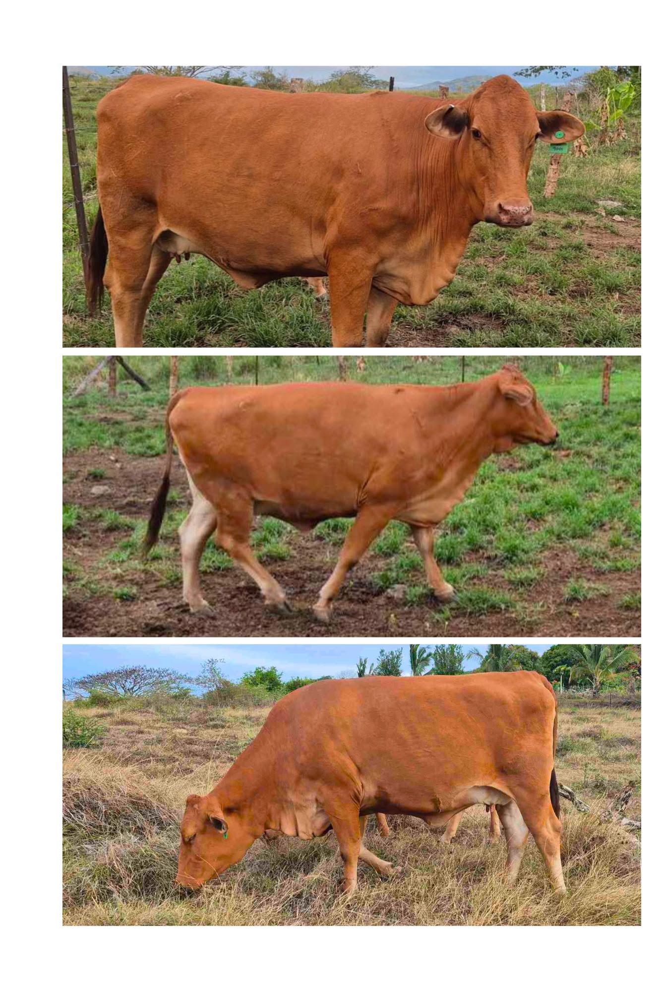 Cow for sale