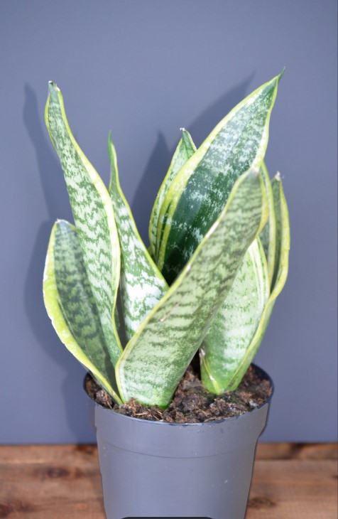 Snake Plant